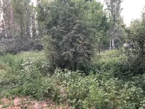 Участок − 3 сот.
