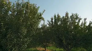 Tijoriy yer maydoni sotiladi − 50 sot