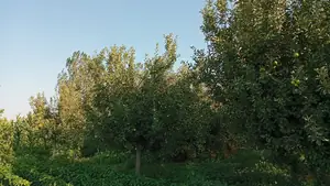 Tijoriy yer maydoni sotiladi − 50 sot