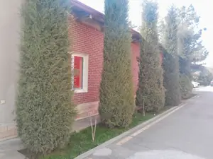 Tijoriy yer maydoni − 105 sot