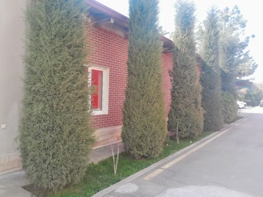 Tijoriy yer maydoni − 105 sot