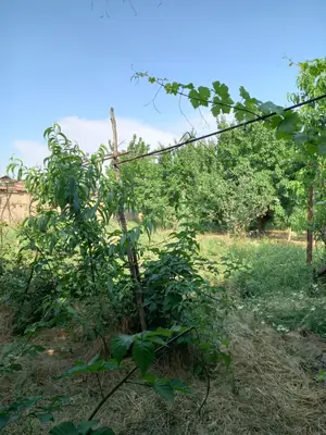 1 qavatli uy sotiladi − 180 m²