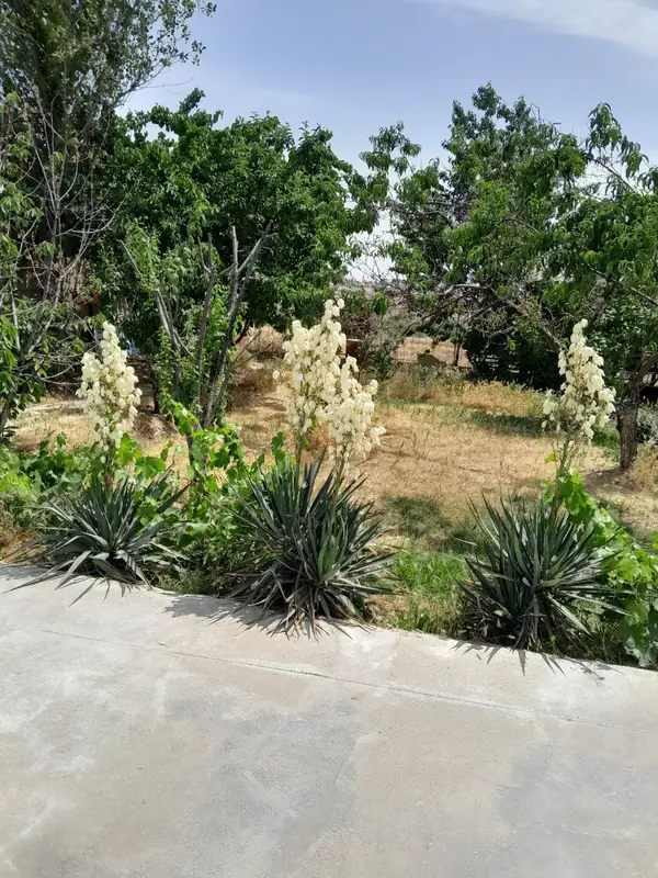 1 qavatli uy − 600 m², 6 sot. 