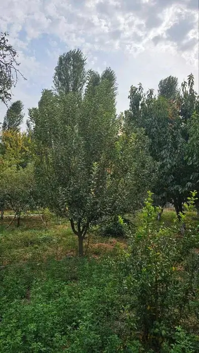 1 qavatli uy − 100 m², 24 sot. 