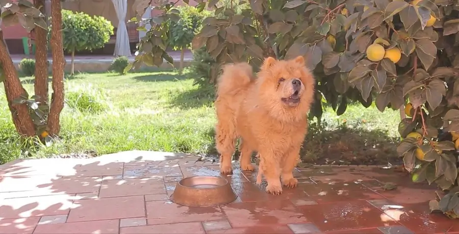 1 qavatli uy − 350 m², 1 sot. 