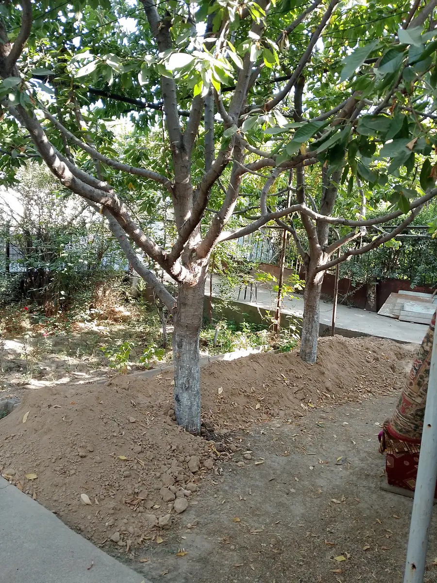 Yer uchastkasi sotiladi − 11 sot.