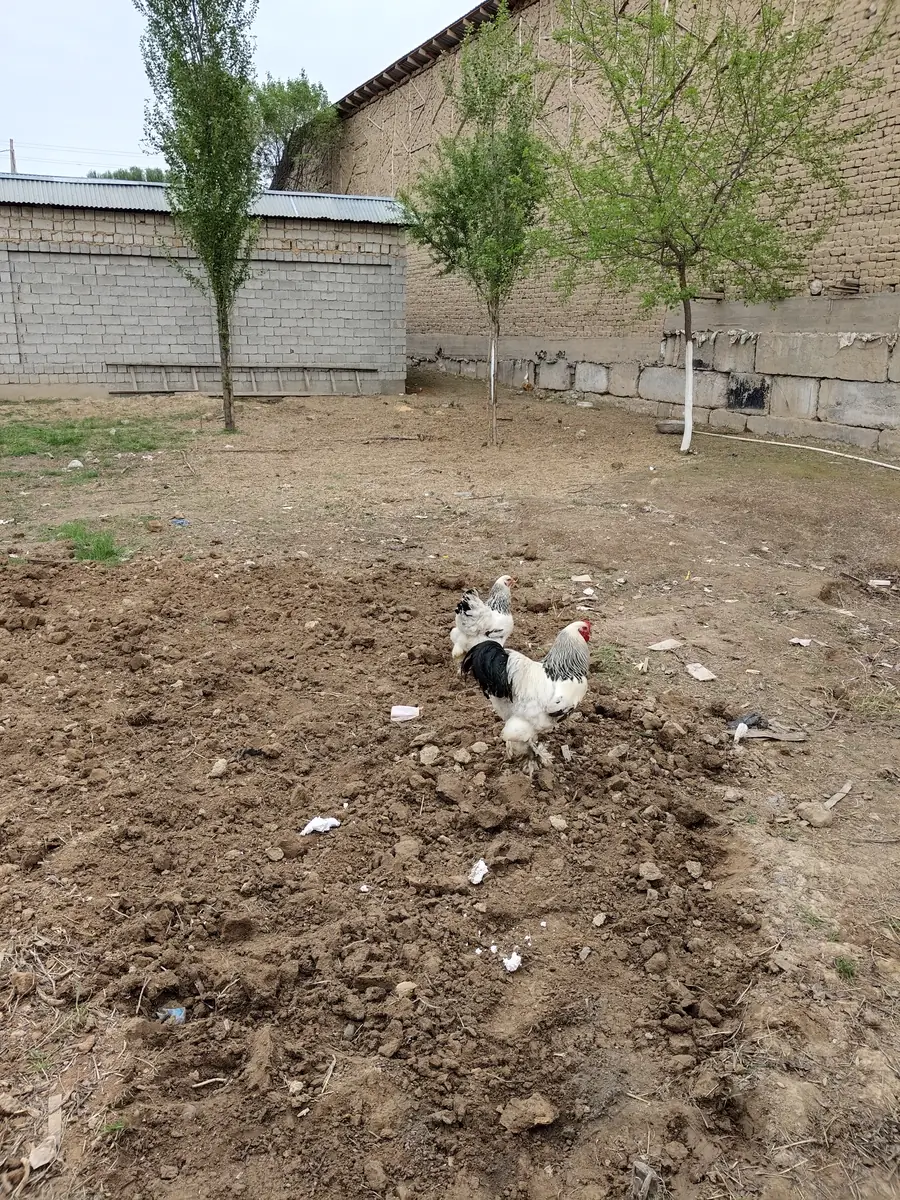 Участок − 4.4 сот.