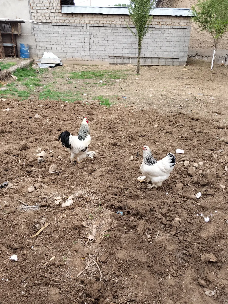 Участок − 4.4 сот.