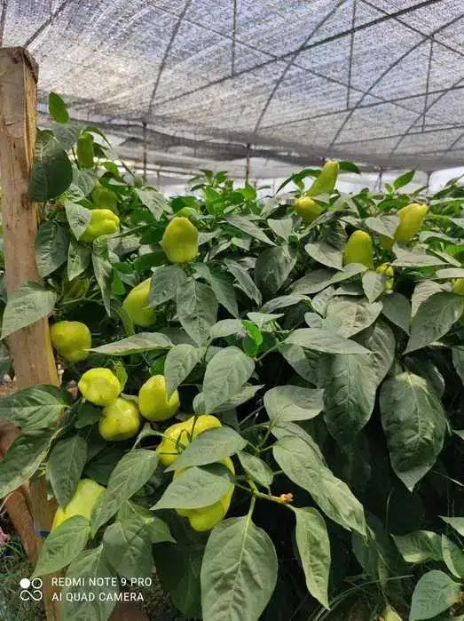 1 qavatli uy − 30 m², 999 sot. 