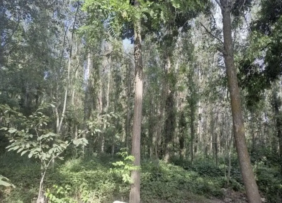 Yer uchastkasi sotiladi − 6 sot.