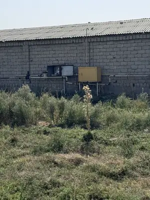 Tijoriy yer maydoni sotiladi − 980 sot