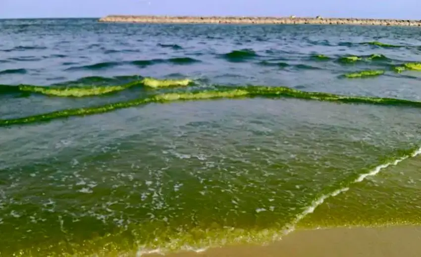 Tailanddagi Siam ko‘rfazida suv yashil rangga bo‘yaldi