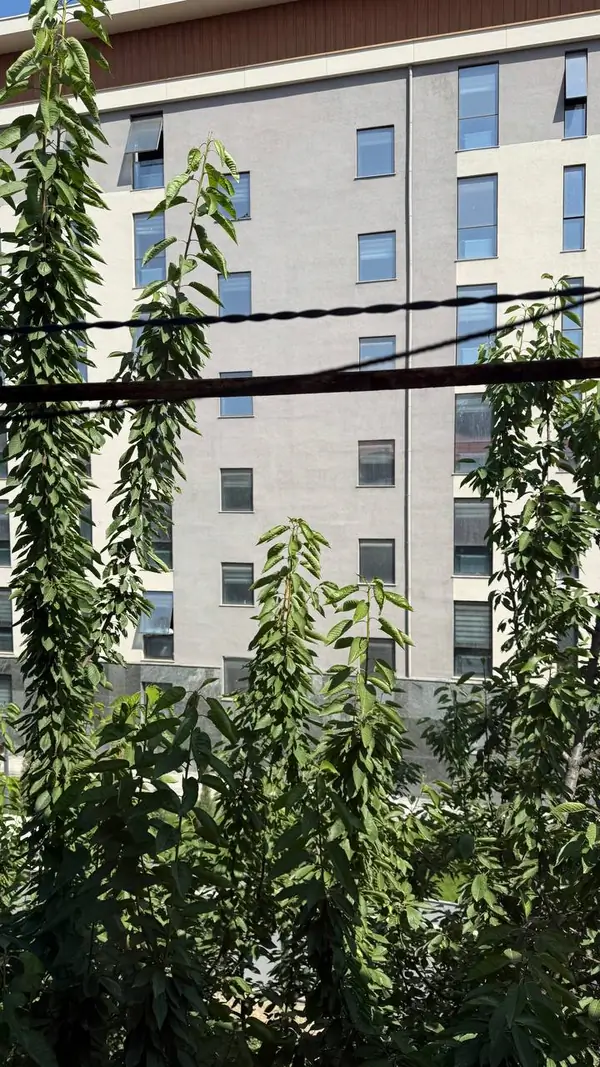 2 xonali kvartira sotiladi − 53 m²